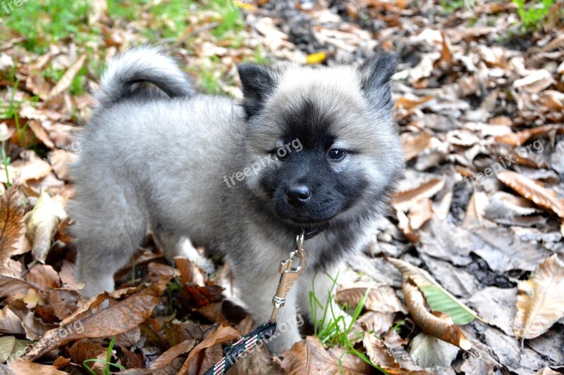 Puppy Pup Eurasier Domestic Animal Animal