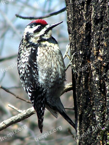 Woodpecker Bird Nature Tree Free Photos