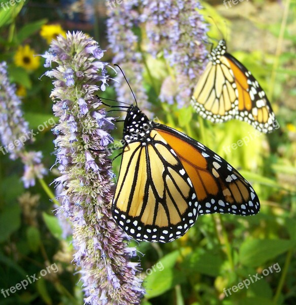 Monarchs Flowers Nature Free Photos