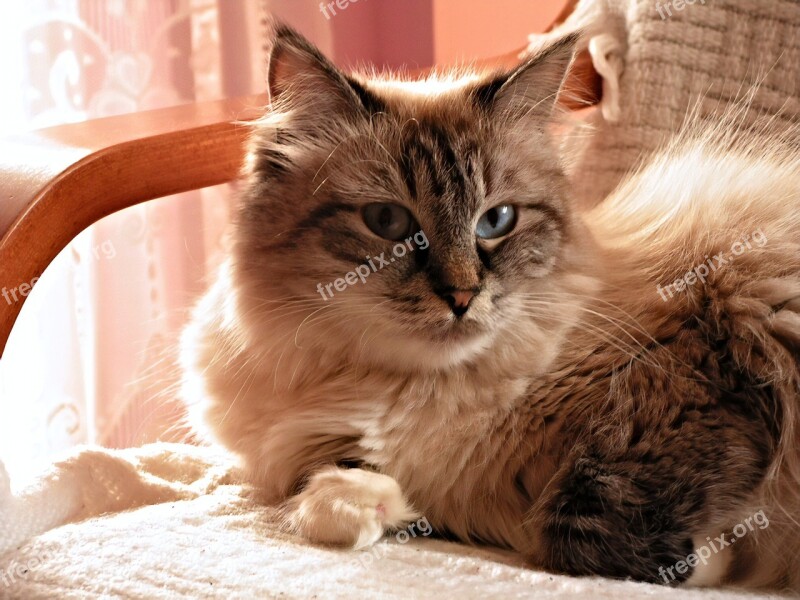 Cat Blue Eyes Siberian Armchair Domestic Cat