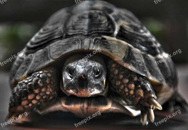 Turtle Nature Reptile Wild Tortoise