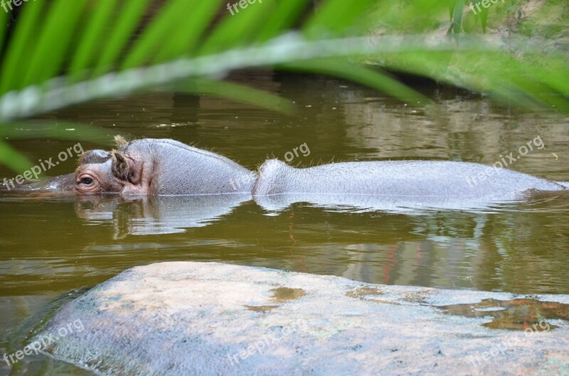 Hippo Hippopotamus Zoo Mammal Africa