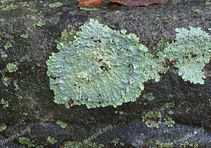 Lichens Rock Symbiotic Cyanobacteria Fungi