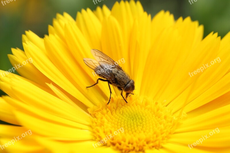 Fly Flower Nature Insect Blossom