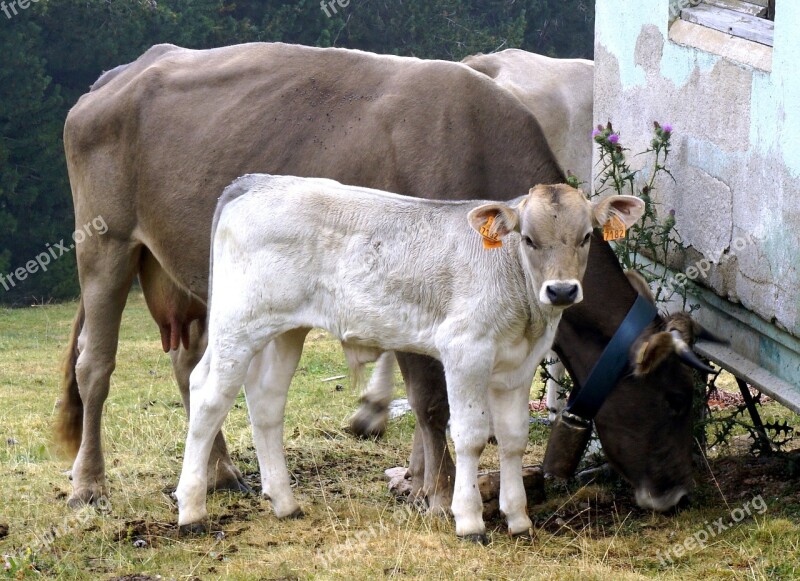 Calf White Livestock Cows Animals