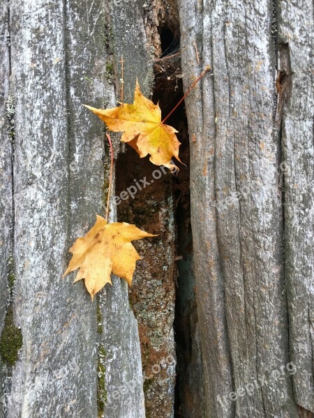 Fall Autumn Nature Season Orange