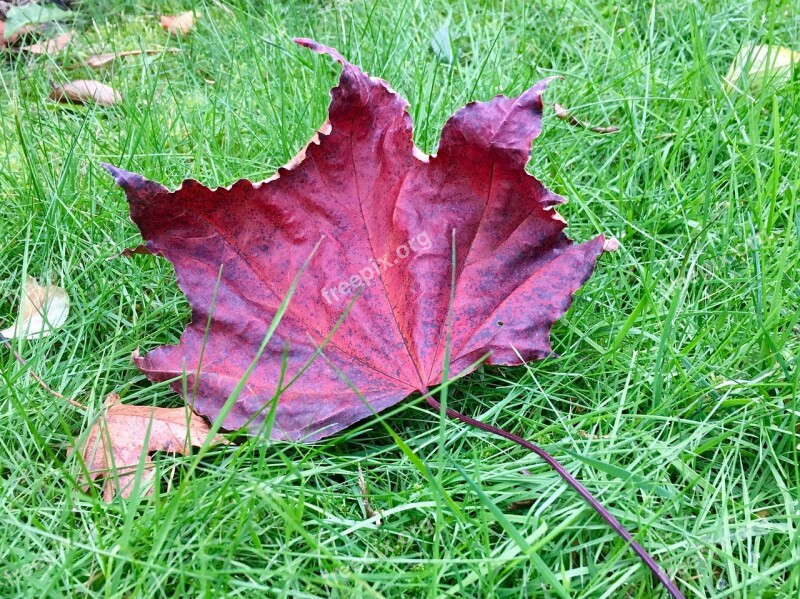 Fall Autumn Nature Season Orange