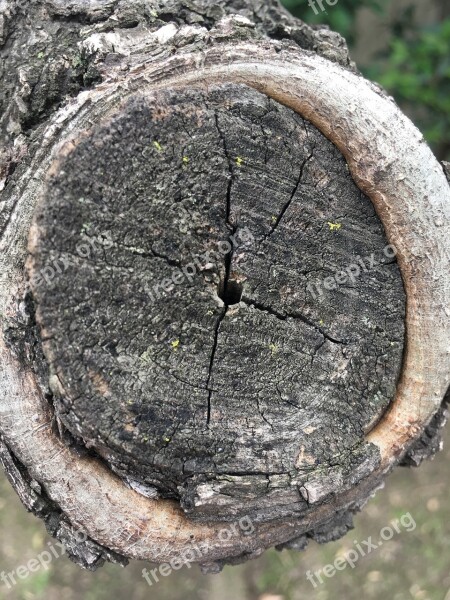 Tree Bark Trunk Wood Texture