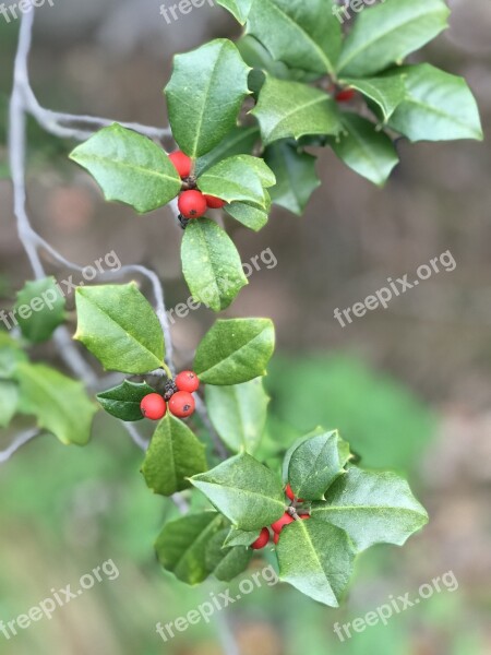 Holly Christmas Decoration Xmas Traditional Seasonal