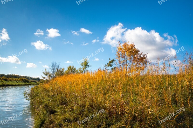 Reed Golden Channel Autumn Blue Sky