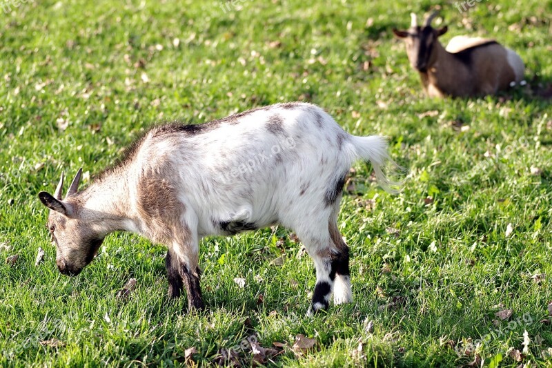 Goat Goats Village Backyard Meadow