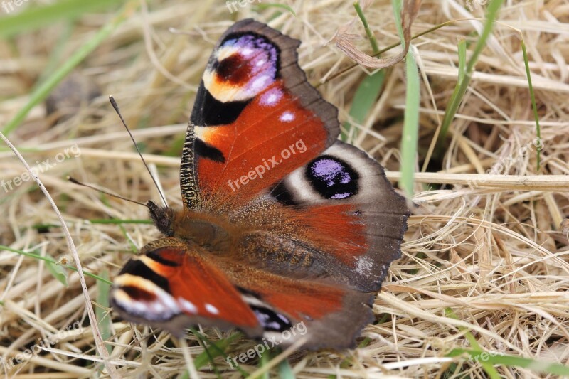 Peacock Butterfly Insect Summer Eye