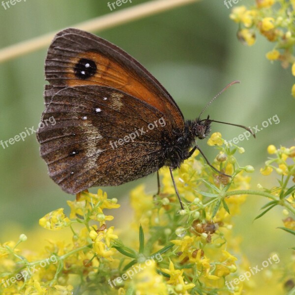 Gatekeeper Butterfly Insect Brown Summer