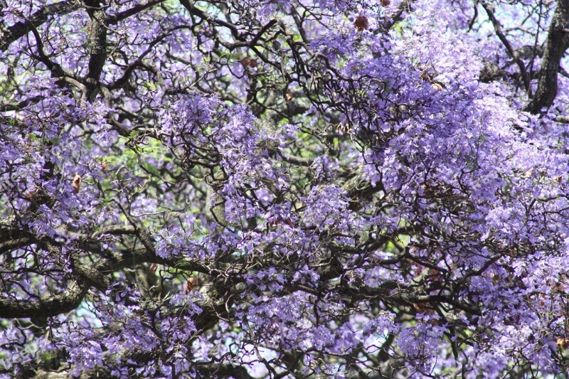 Jacaranda Trees Nature Plant Sky