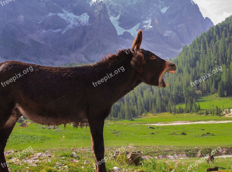 Donkey Animals Mountain Trentino Scream