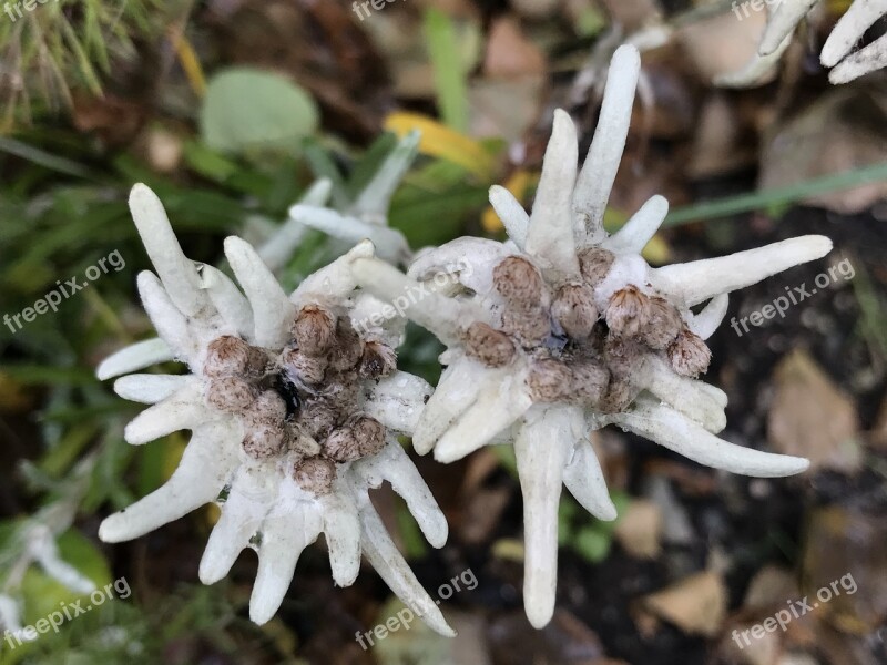 Edelweiss Flower Plant Free Photos