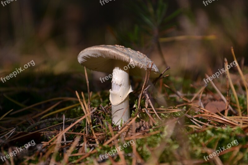 Mushroom Forest Nature Mushrooms Autumn