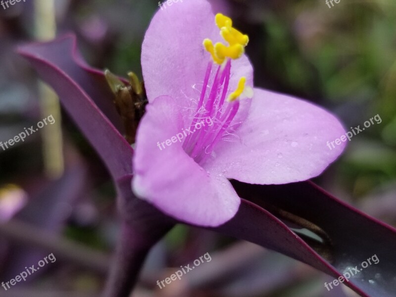 Purple Heart Plant Wandering Jew Flower Plant Garden