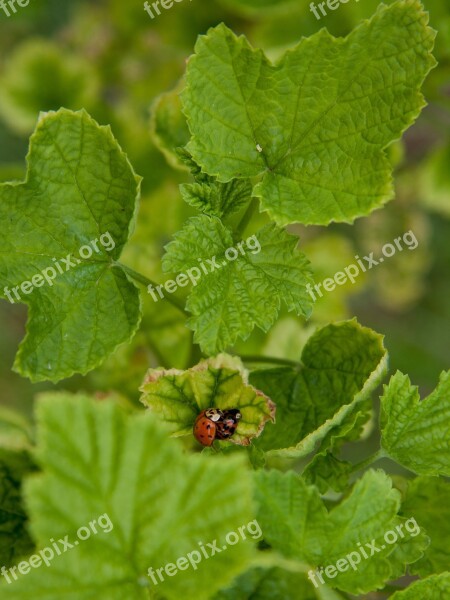 Ladybug Pairing Beetle Insect Free Photos