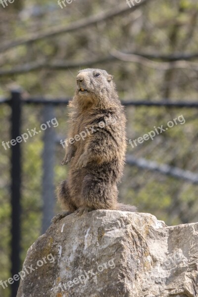 Marmot Zoo Stand Keep An Eye Out Wildlife Park