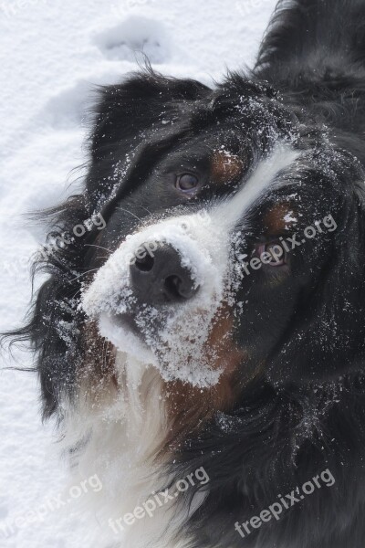 Dog Bernese Mountain Dog Canine Friend Pet