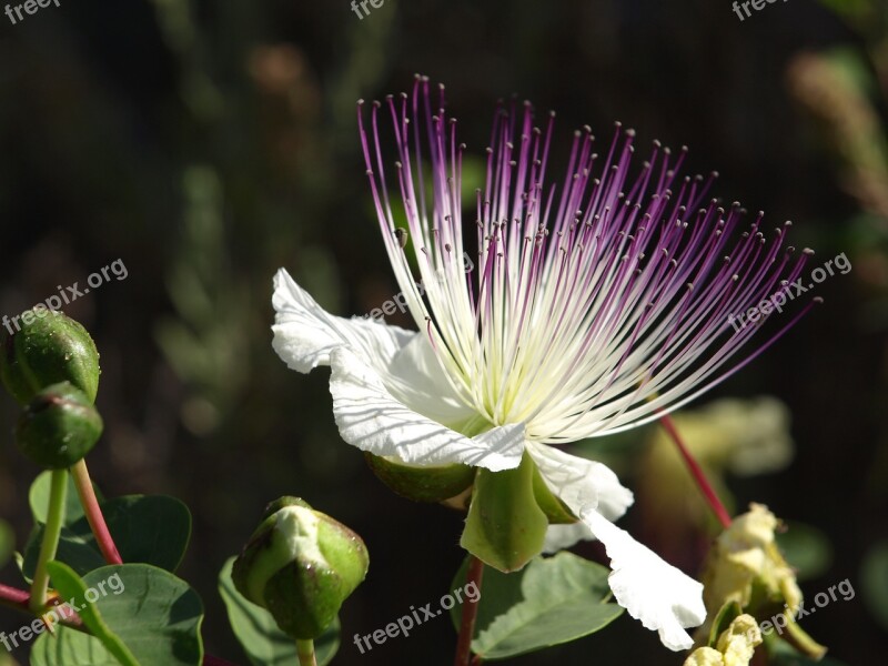 Flower Caper Plant Nature Mediterranean