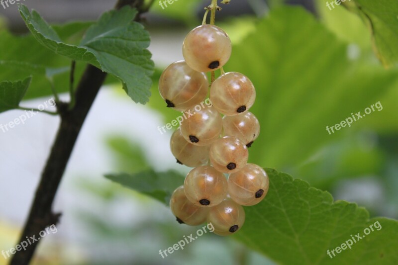 Shrub Fruit Currants White Currant Cluster