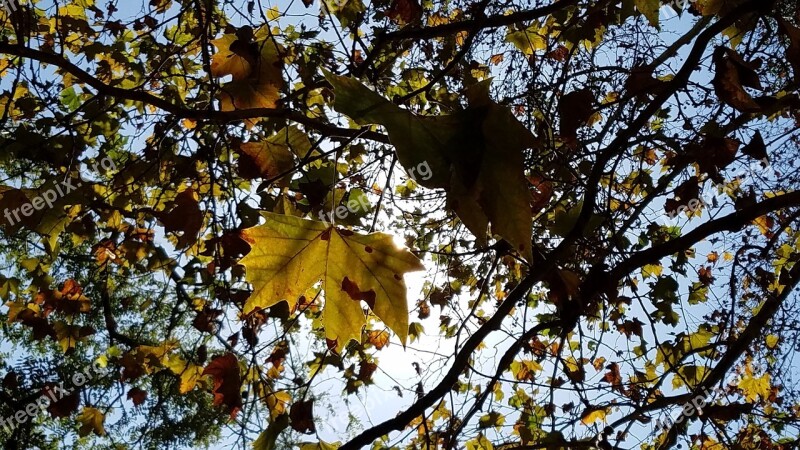 Leaves Dried Winter Foliage Dries Dry Leaf