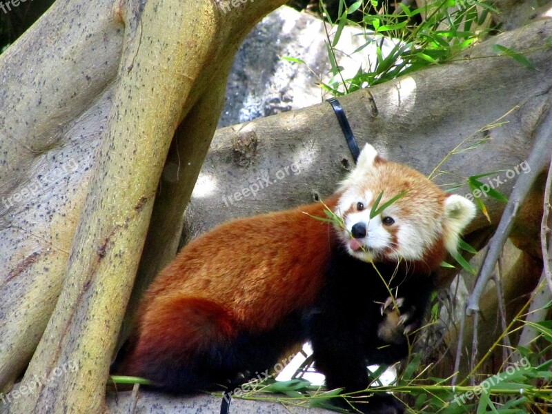 Red Panda Zoo Sweet Cute Animal World