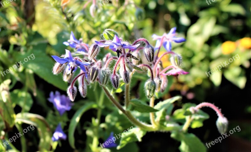 Borage Flowers Flower Garden Grass