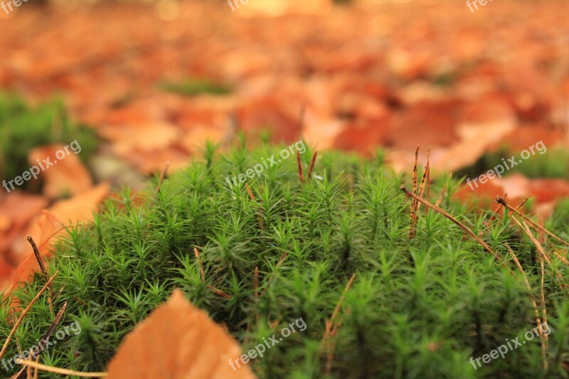 Moss Nature Fall Green Natural