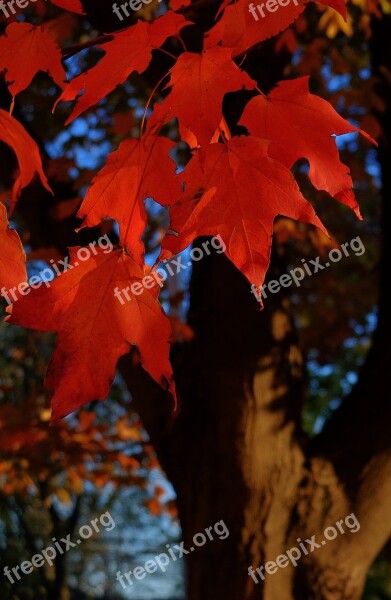 Fall Leaves Autumn Fall Fall Leaves Background Season