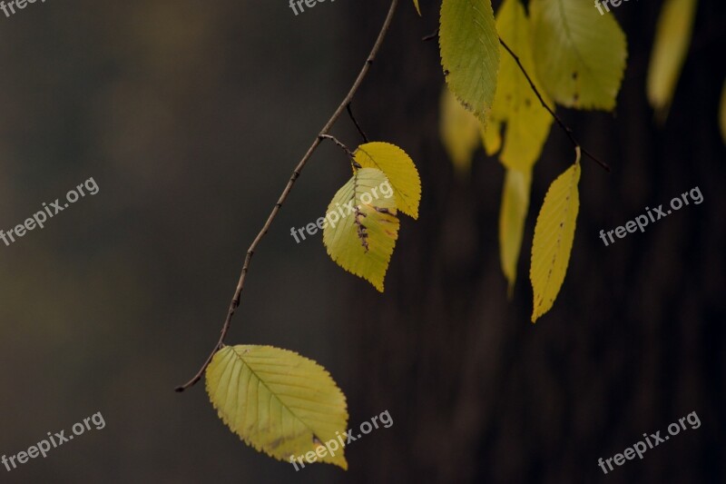 Autumn Gold Yellow Leaves November Tree Park