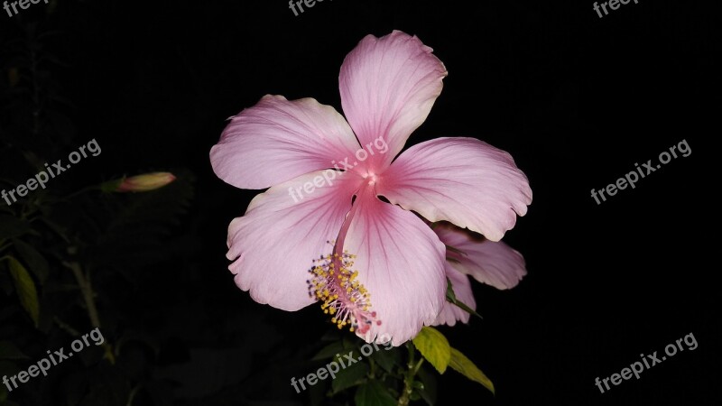 Light Pink Hibiscus Dark View Hibiscus Flower Beautiful Garden Plant