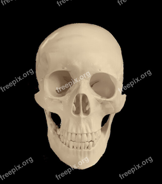 Skull Anatomy Bones Medical Study