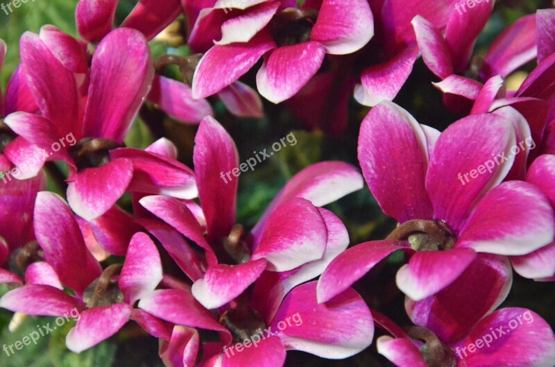 Flowers Cyclamen Nature Free Photos