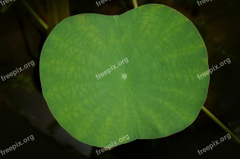 Lotus Leaf Large Leaf Green Leaf Free Photos