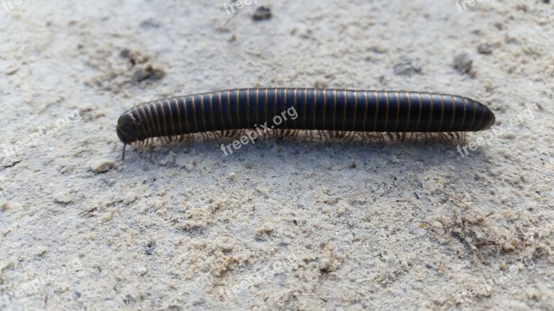 Worm Caterpillar Centipede Black Free Photos