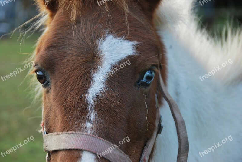 Animals Horse Pony View Fish Eye