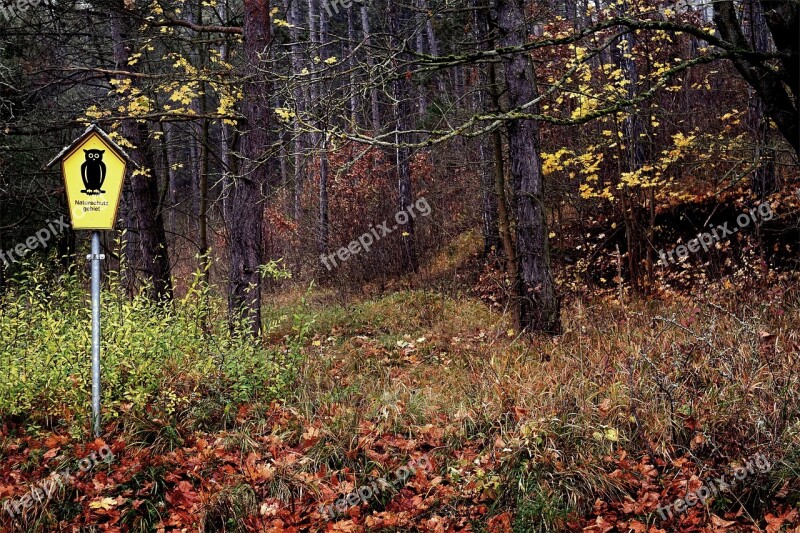 Forest Nature Reserve Forests Trees