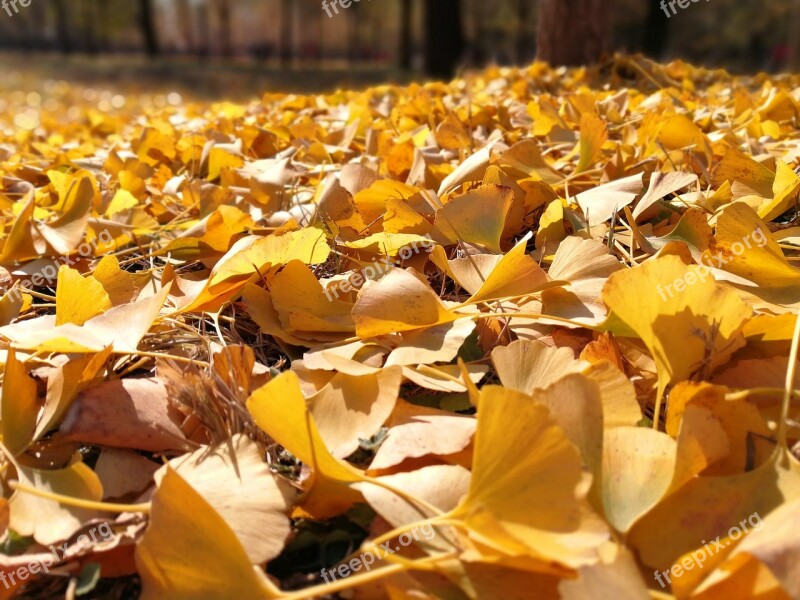 Autumn Ginkgo Full Yellow Gold Golden Yellow Road