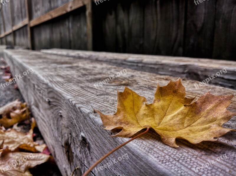 Thanksgiving Background Leaf November Autumn Free Photos