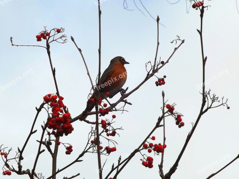 Autumn Bird Tree Rowan Nature