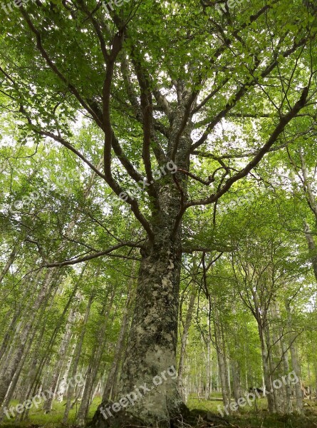 Tree Trees Beech Hayedo Forest