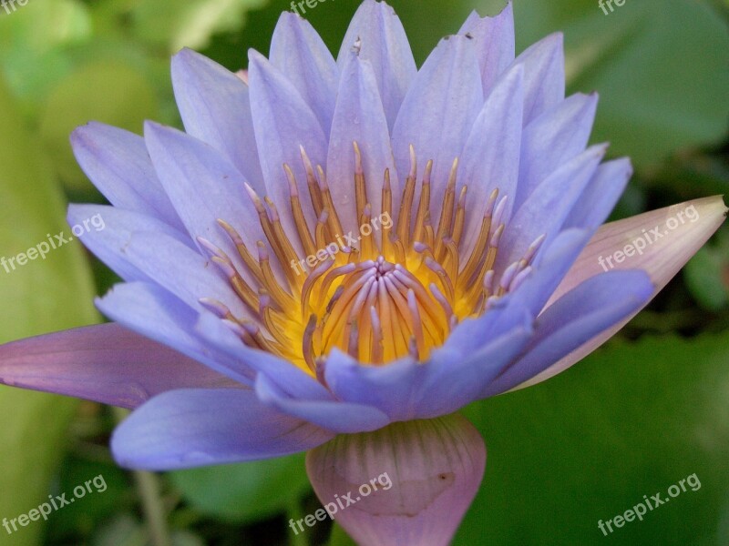 Flower Cocoon Closed Garden Plant