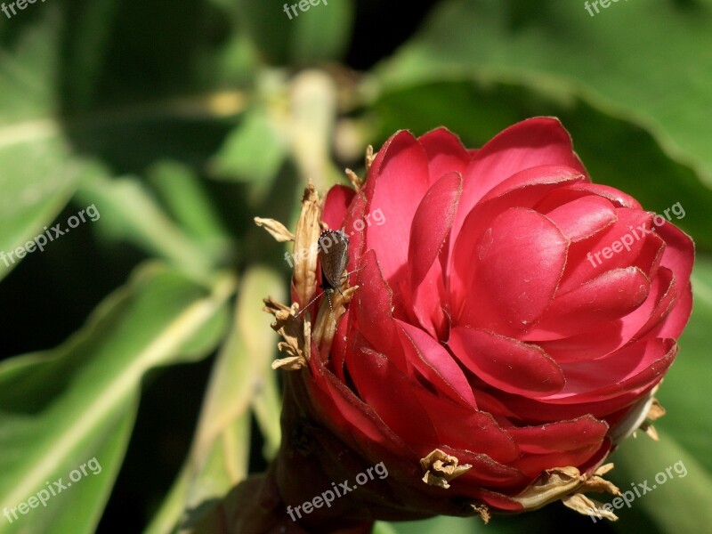 Flower Cocoon Closed Garden Plant