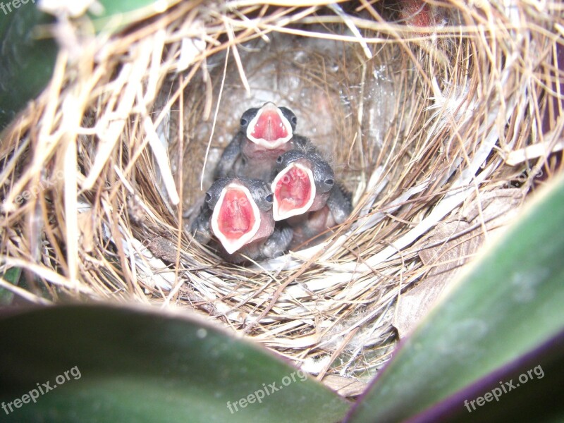 Nest Birds Young Wild Incubate