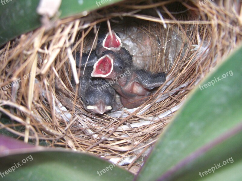 Nest Birds Young Wild Incubate