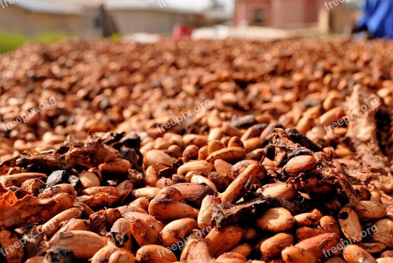 Cocoa Beans Drying Ghana Food Cocoa