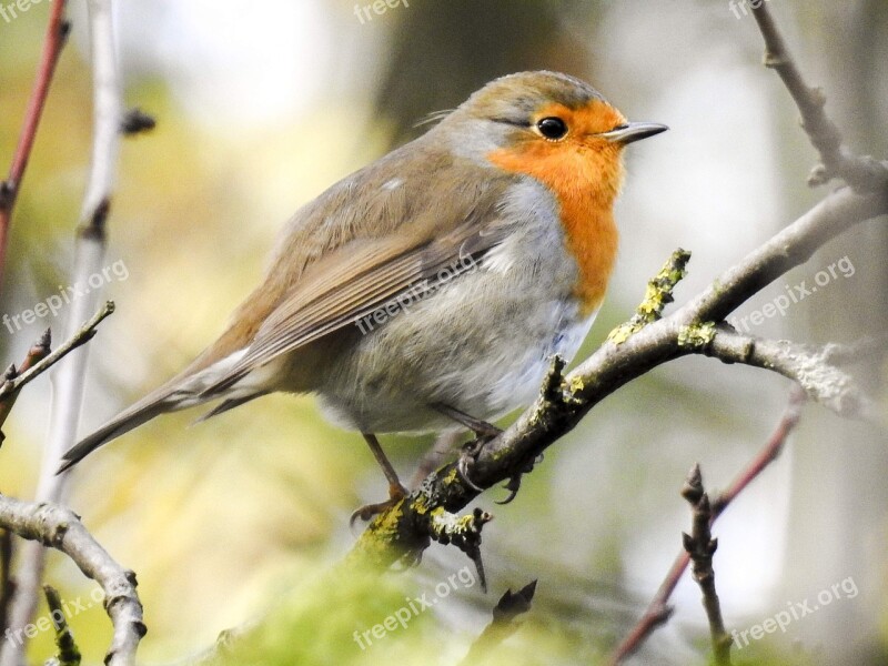 Robin Bird Songbird Garden Bird Nature